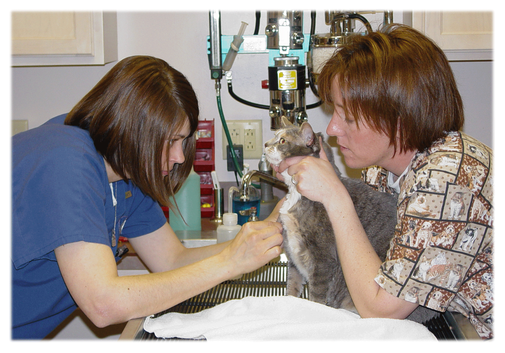 Technicians Laura and Shannon obtain a blood sample from a feline patient