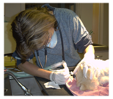 Dr. Filler performs a dental examination following a cleaning