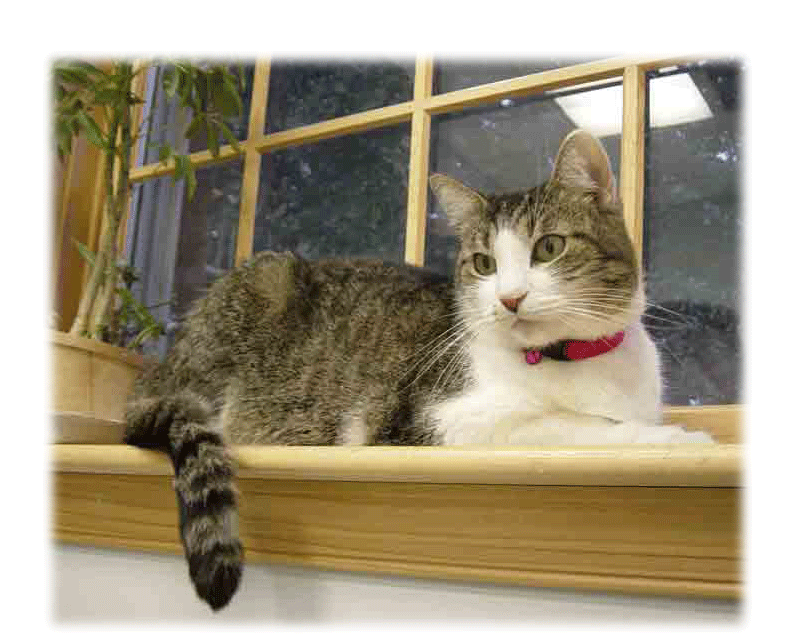 A feline boarder relaxes on the window sill of the cat ward